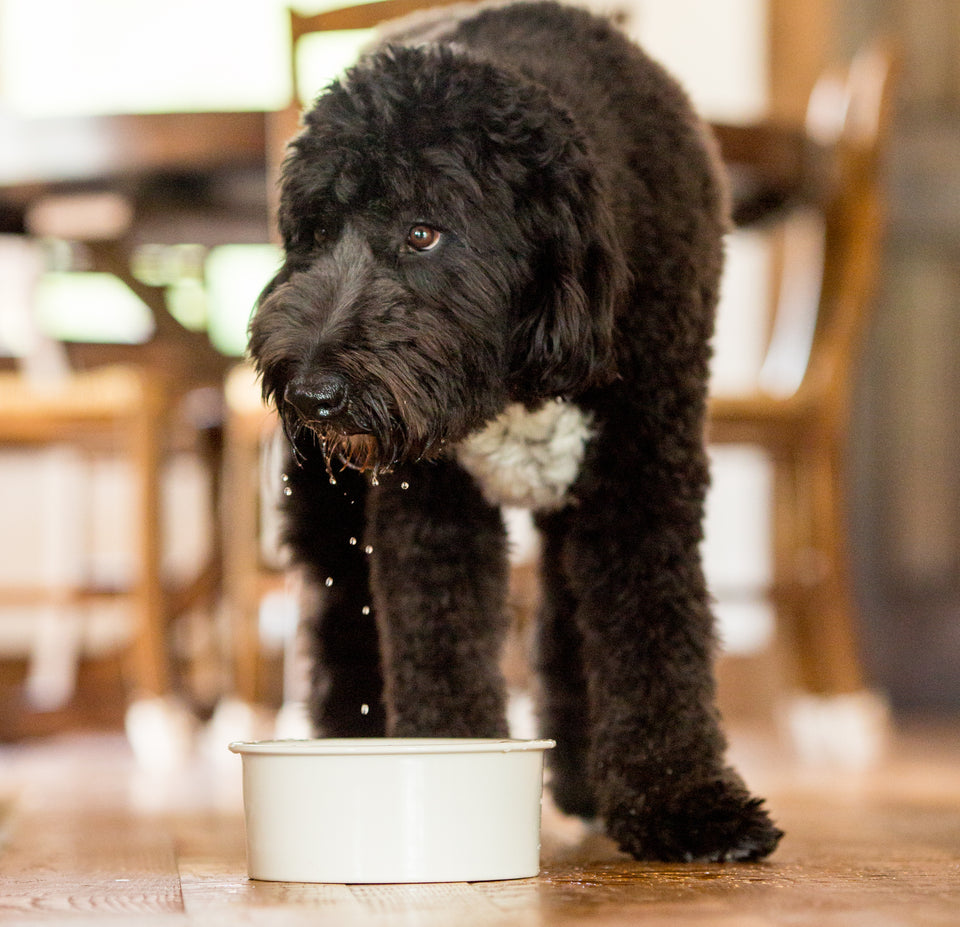 The 8 Best No-Spill Dog Water Bowls for Mess-Free Drinking